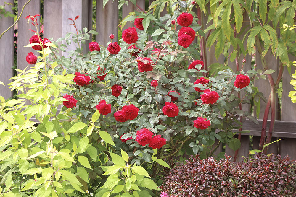 ‘マイ・ローズ’