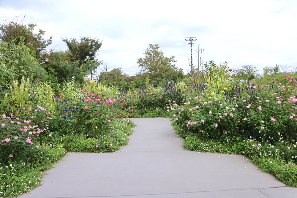 あやせローズガーデン