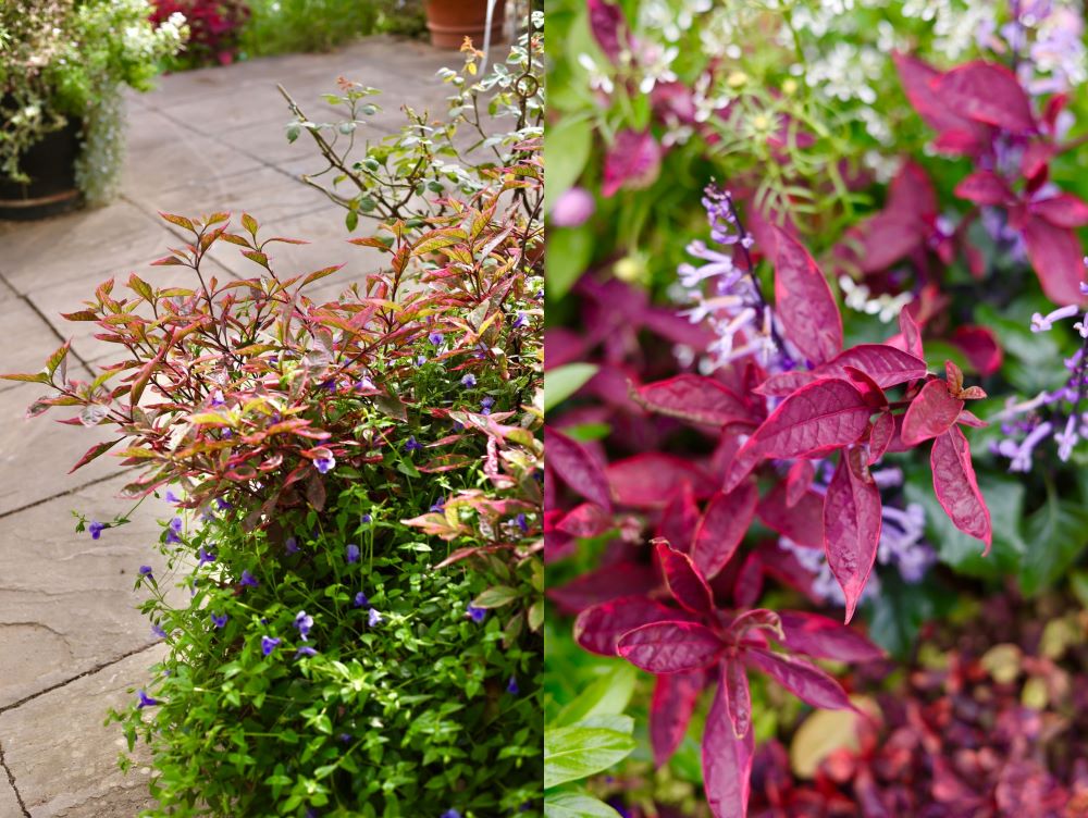 アルテルナンテラ‘ピンクシェード’