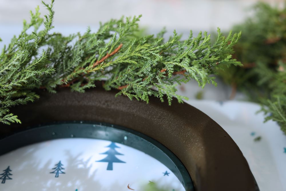 ヒムロスギをオアシスリングに挿す