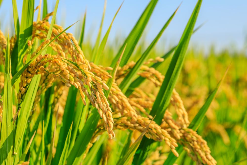 稲