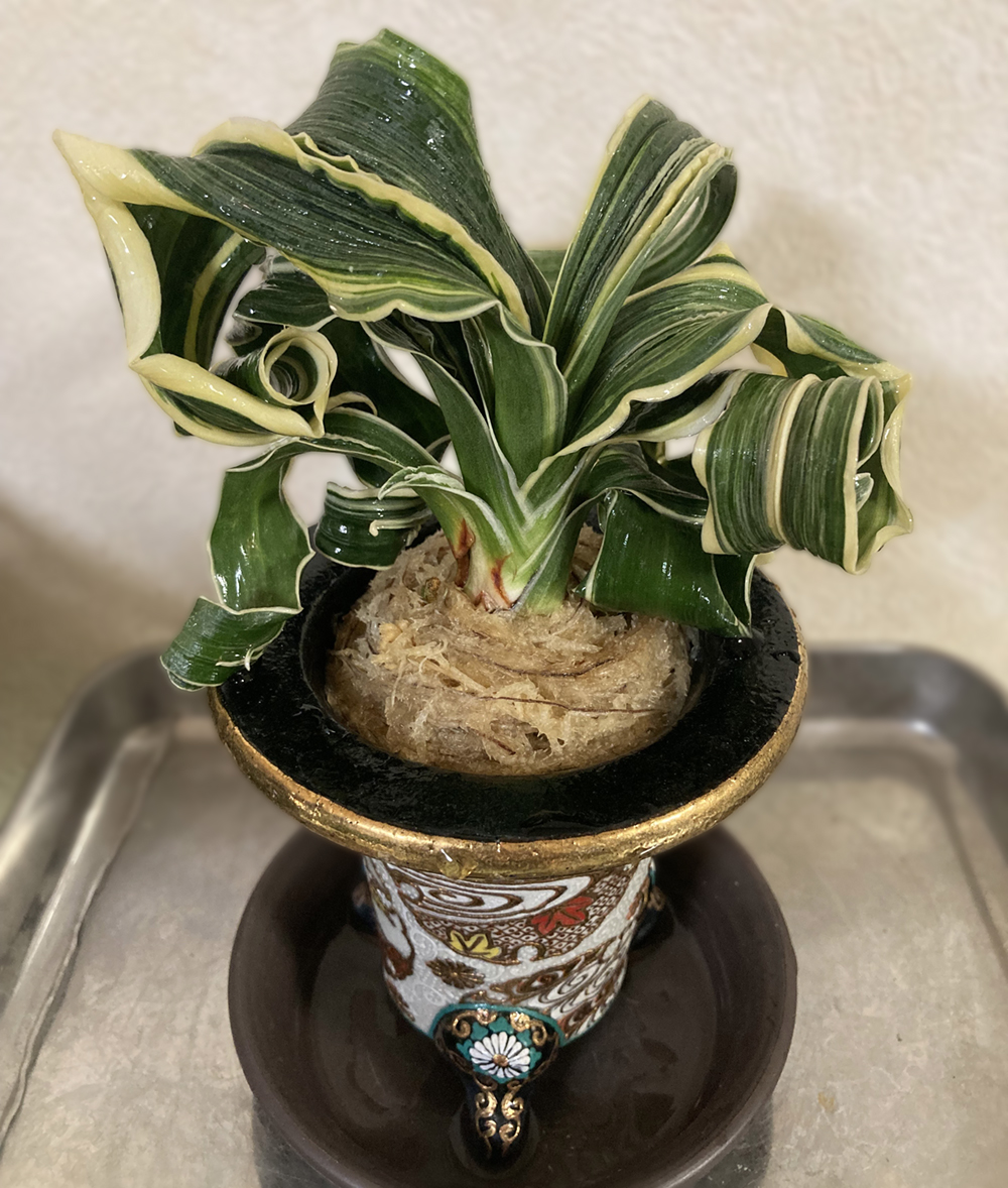 近藤さん提供舞子獅子