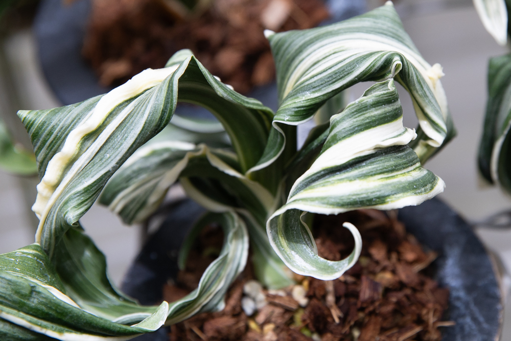 近藤さんおもと4