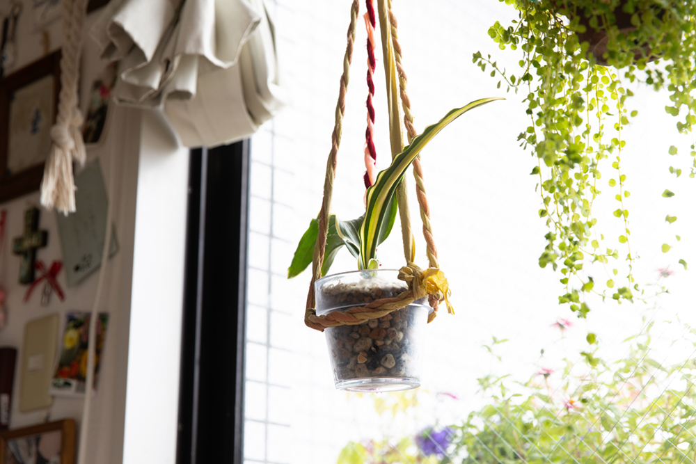 ジョンチーおもと