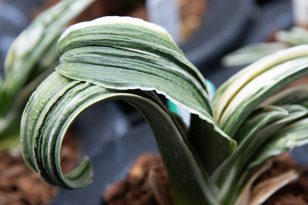 近藤さんのおもと2