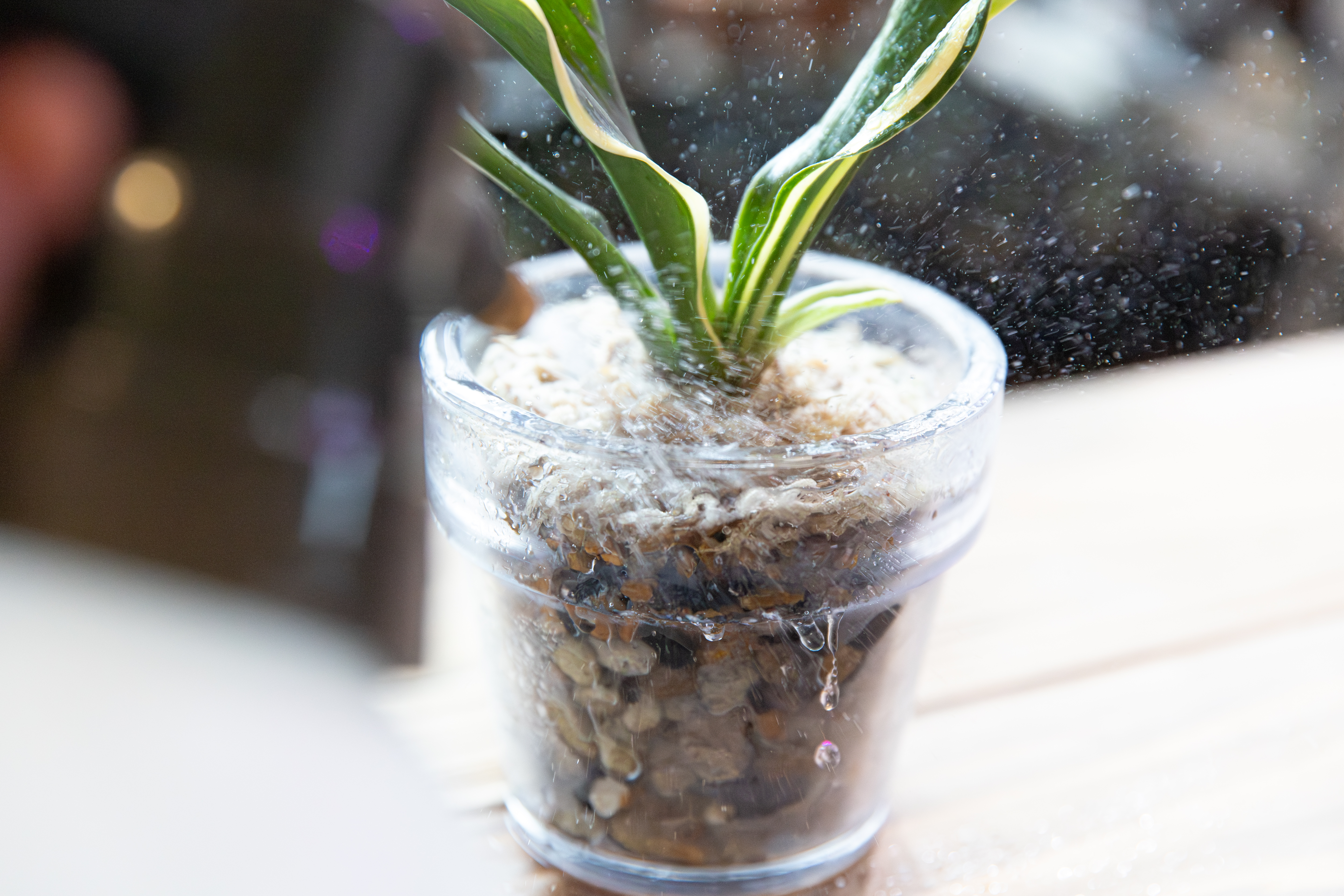 おもとの水やり