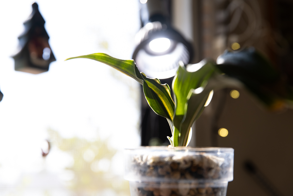 植物育成LEDライト下のおもと