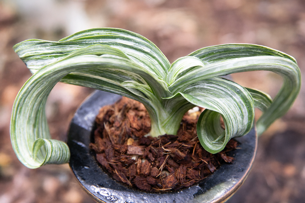 近藤さんのおもと3