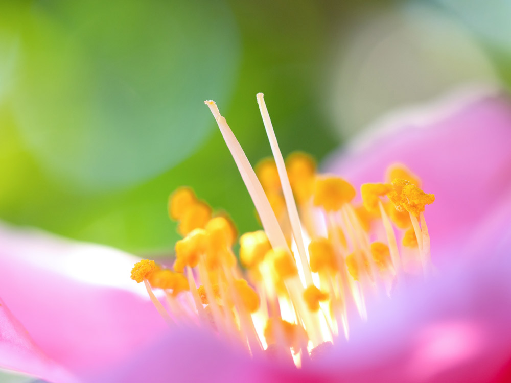 yoshi0511/Shutterstock.com