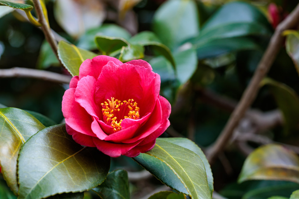 こちらはツバキ。billysfameShutterstock.com