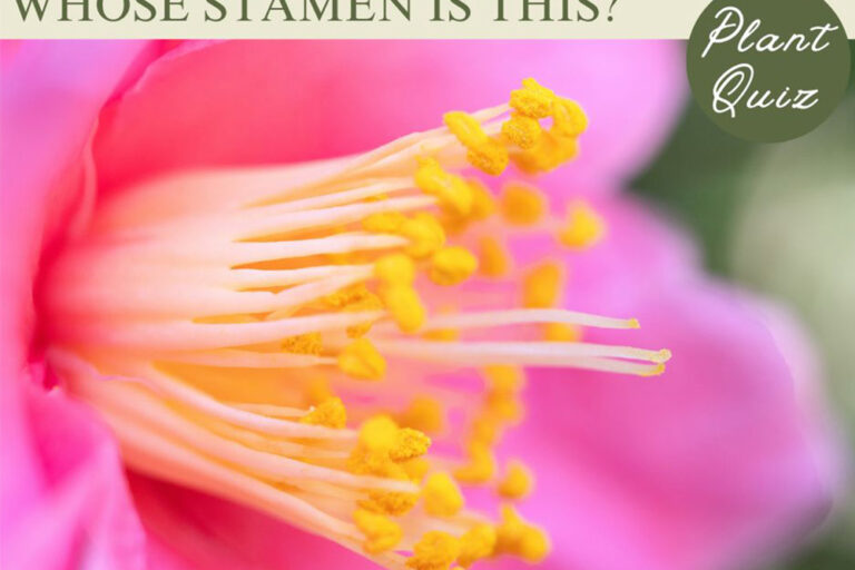 童謡にも登場する秋冬の花！…この雄しべ、何の花？【Let’s Try! 植物クイズ】Vol.24