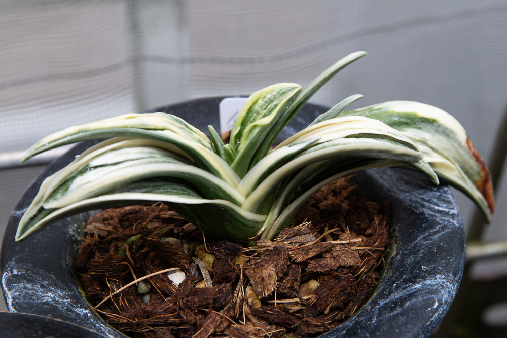 伝統観葉植物・おもと（万年青）｜冬映え満点の魅力をプロが徹底解説