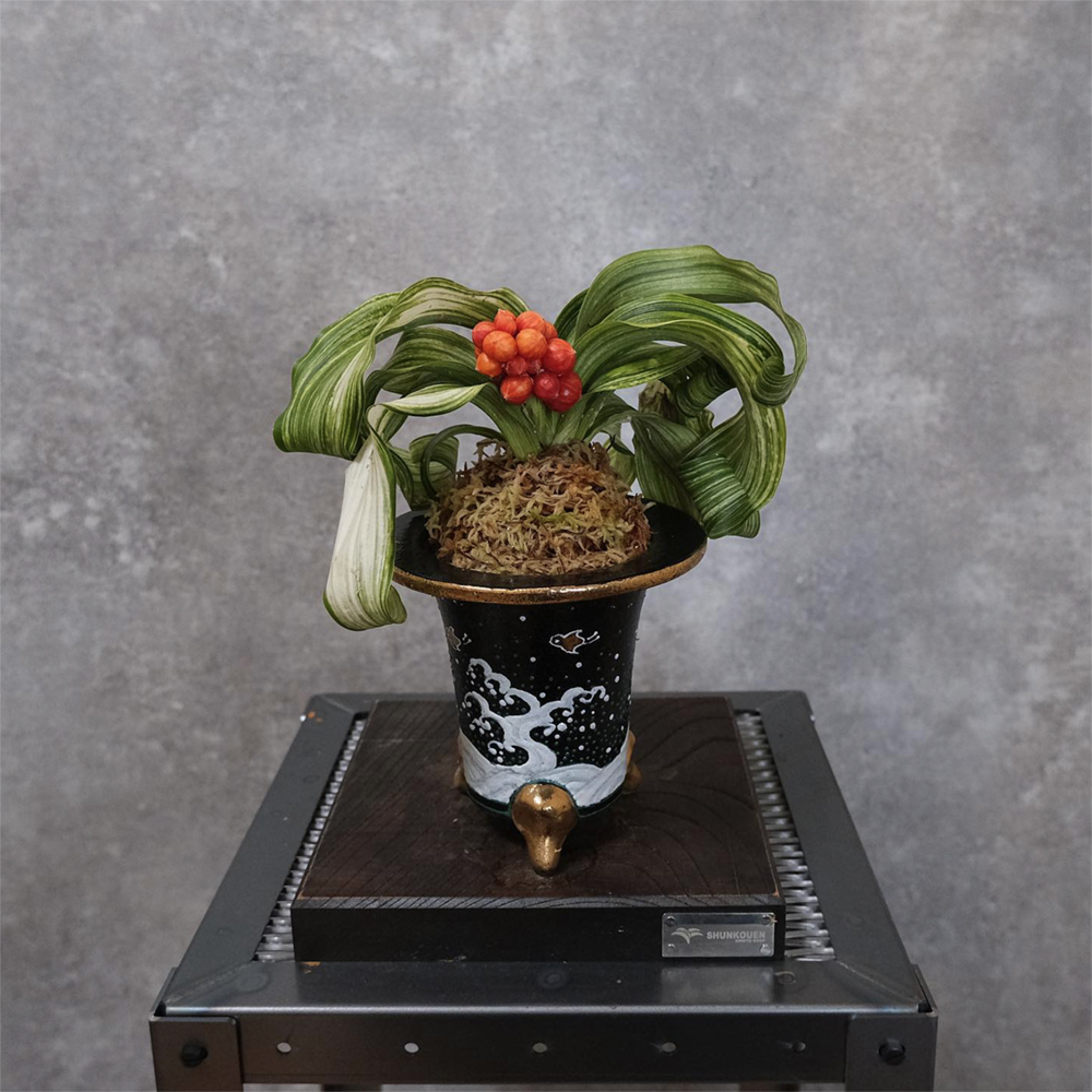 春光園の獅子系おもとの実