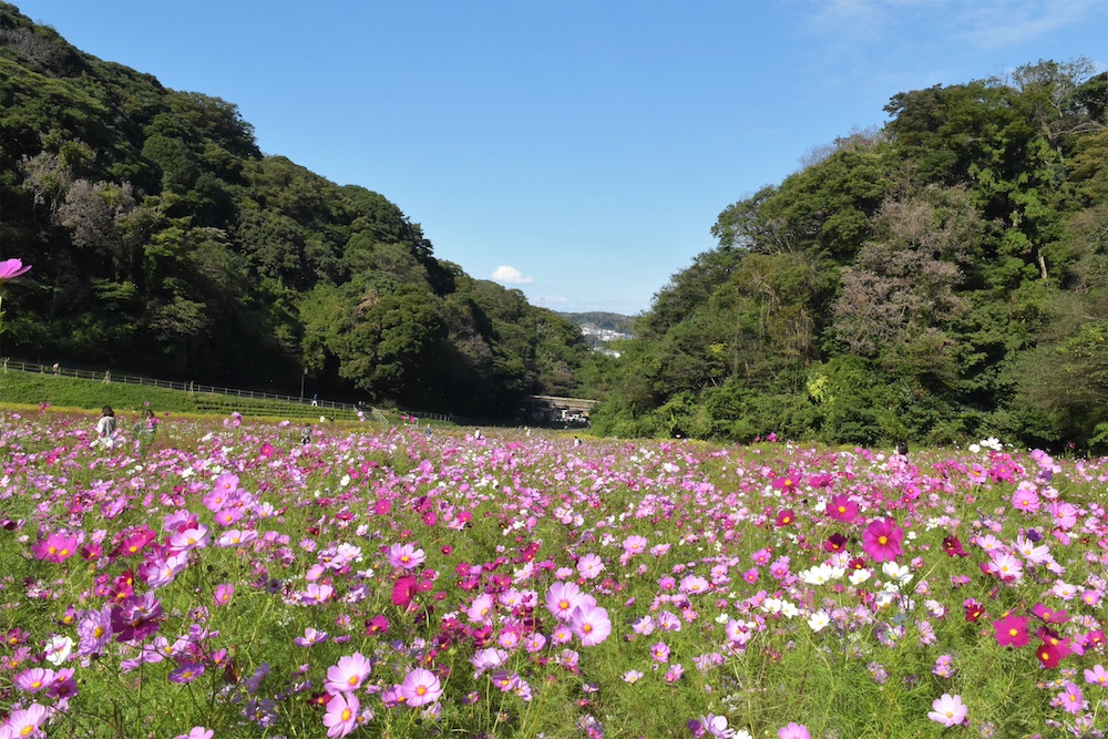 横須賀くりはま花の国「コスモスまつり」