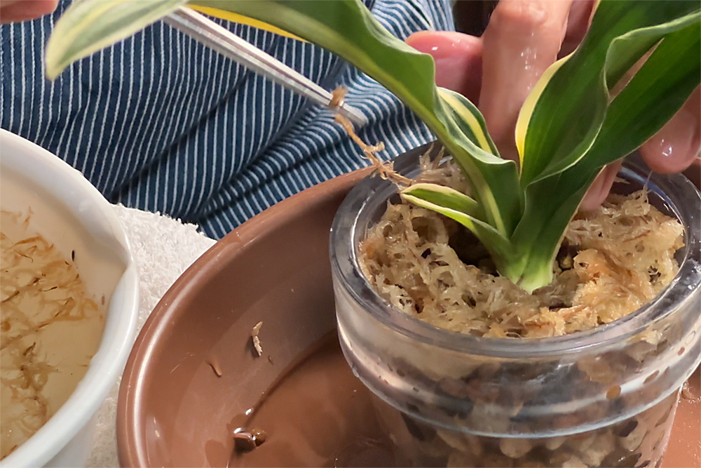 おもとの水苔巻き作業