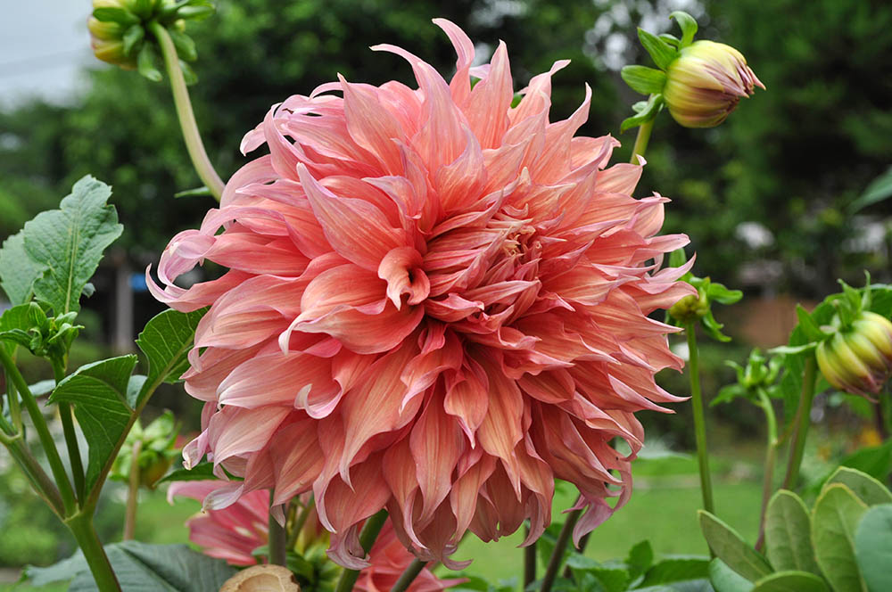 ダリア‘天涯’