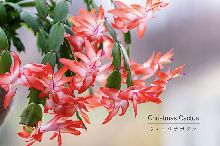 別名は“クリスマスカクタス” 聖夜を彩る「シャコバサボテン」の意外な花言葉と育て方