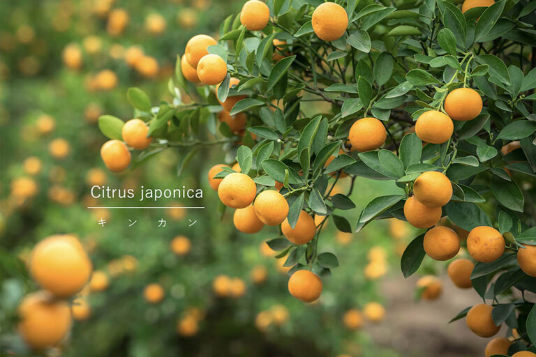 ほったらかしでも鈴なり？ 初心者におすすめの「最強柑橘」キンカンの育て方