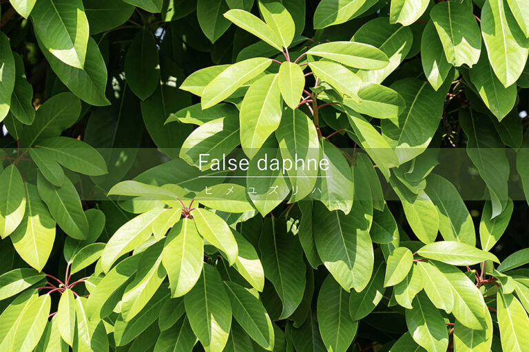 正月飾りにも使われるヒメユズリハとは？ ユズリハとの見分け方・ユズリハとの違い・縁起の理由・育て方まで完全ガイド