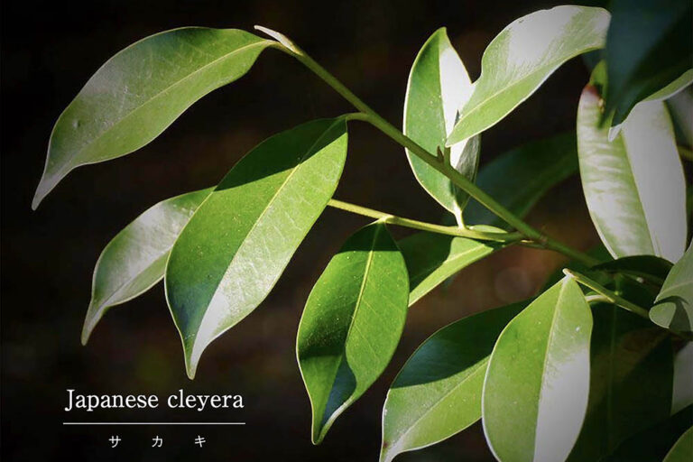 「サカキは庭に植えてはいけない」は誤解だった⁉ 縁起がよいとされる理由と正しい育て方