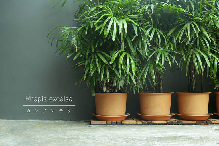 福を呼び込む「縁起のよい観葉植物」カンノンチクをモダンに楽しむ！ 失敗しない栽培の極意