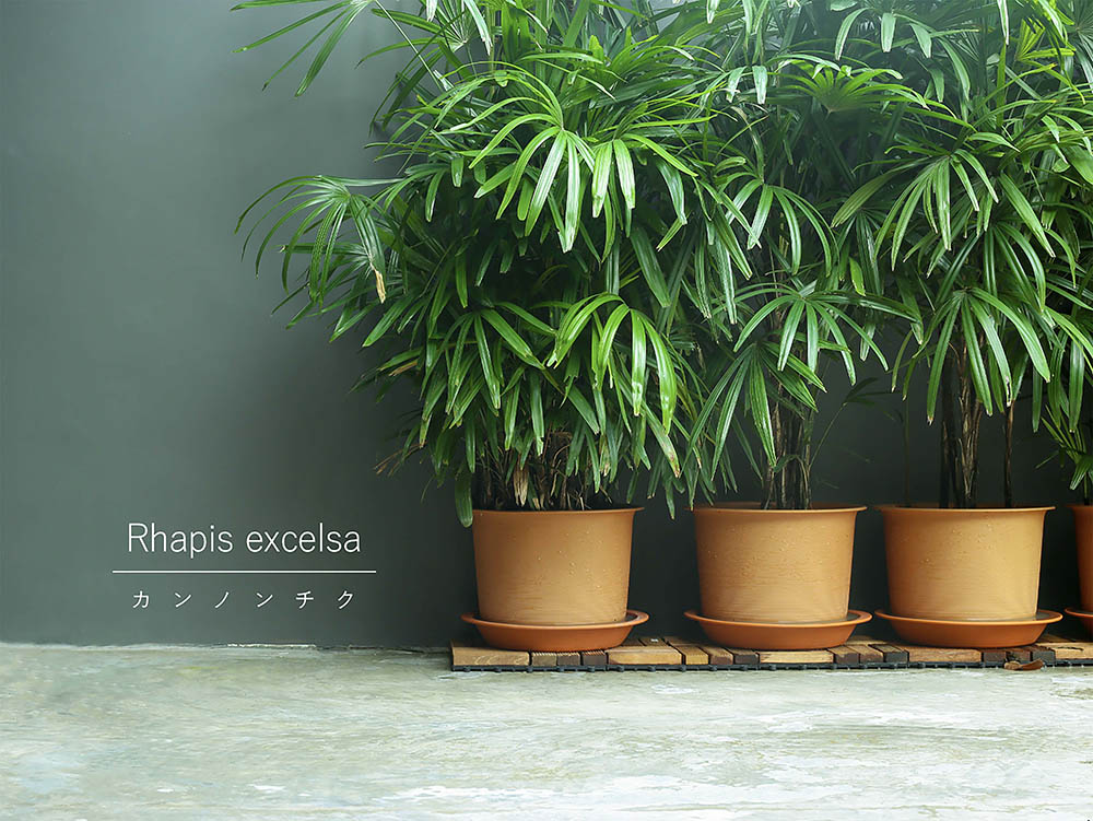 福を呼び込む「縁起のよい観葉植物」カンノンチクをモダンに楽しむ！ 失敗しない栽培の極意