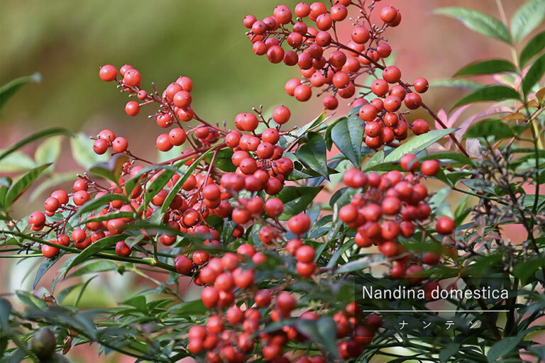「難を転じる」縁起木を枯らさない！ 初心者でも育つ「南天（ナンテン）」の栽培ポイントと剪定時期
