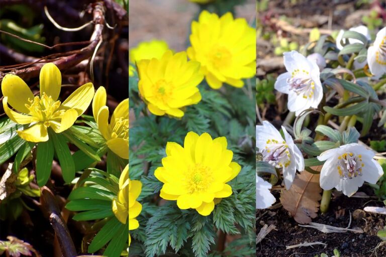 お正月に欠かせない花の3択クイズ！ 元旦草の別名もあるフクジュソウ（福寿草）は次のうちどれ？【Let’s Try! 植物クイズ】Vol.28