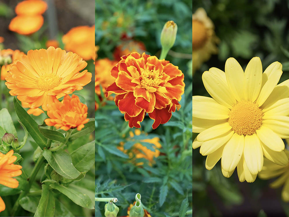 身近な季節の花3択クイズ! キンセンカ(カレンデュラ)は次のうちどれ?【Let’s Try! 植物クイズ】Vol.25