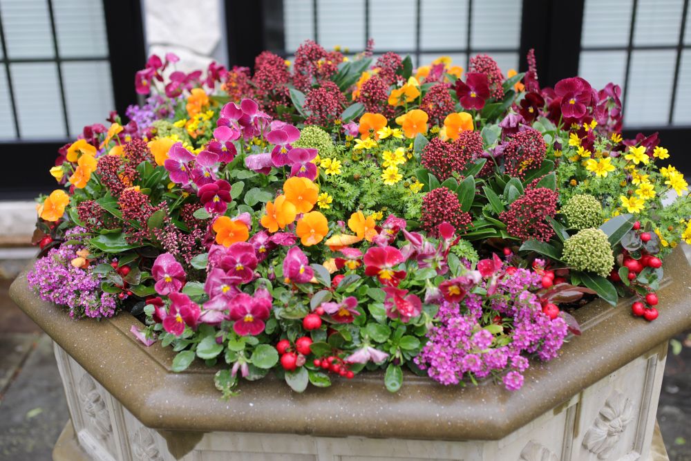 スキミアの寄せ植え