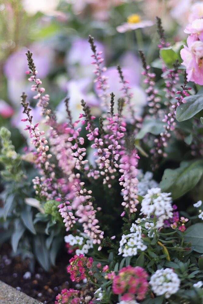 冬の寄せ植え