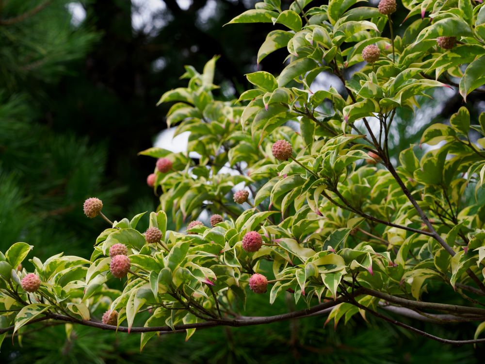 常緑ヤマボウシ
