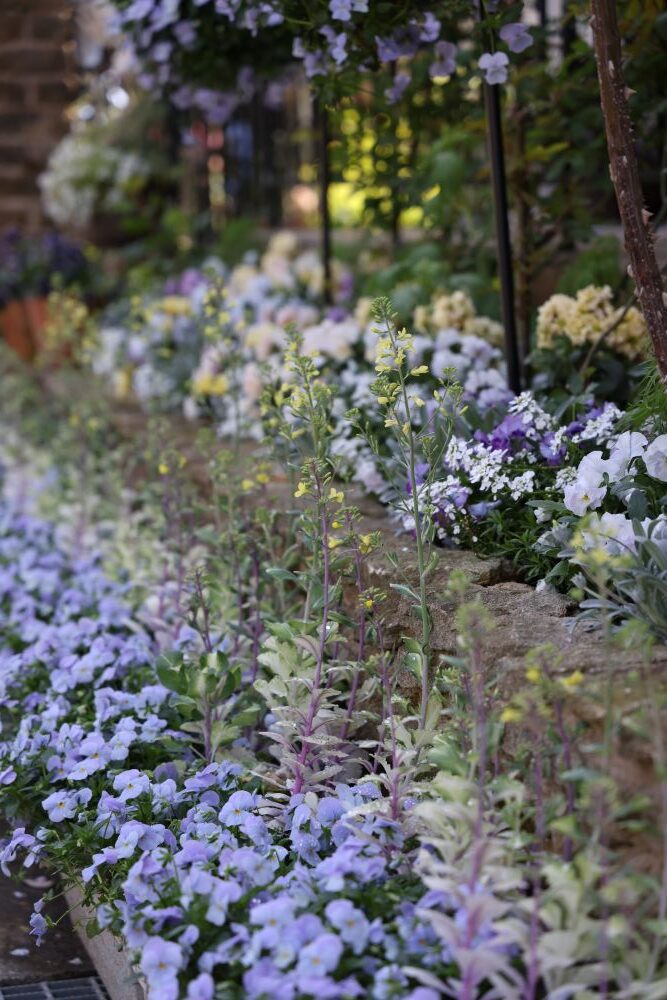 春のハボタンとビオラ