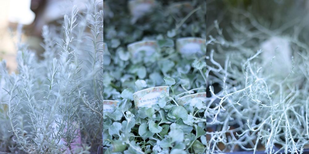 シルバーリーフ