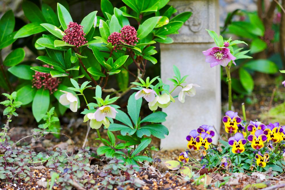 スキミアとクリスマスローズ