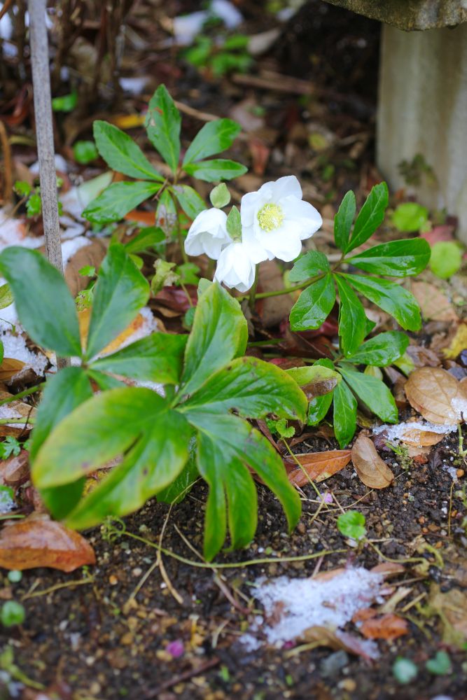 クリスマスローズ