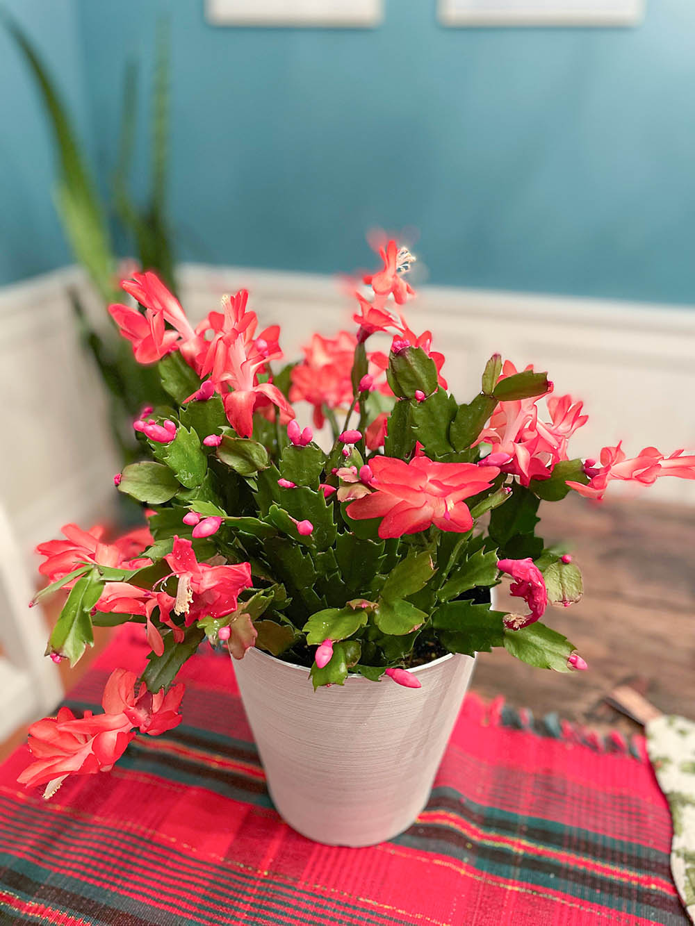 シャコバサボテン