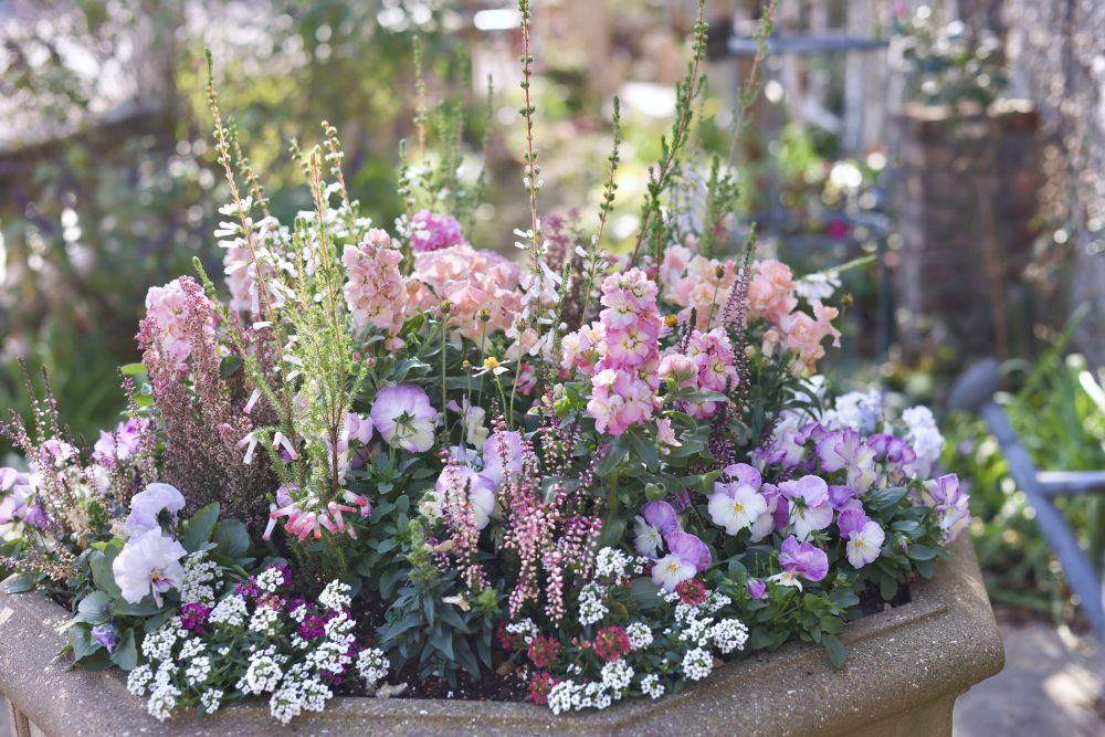 ハレの日を庭に迎える、一鉢の祝福――やさしい色でつくる、特別な日の寄せ植え