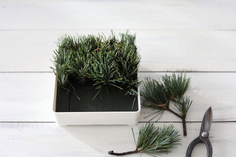 ゴヨウマツを挿す