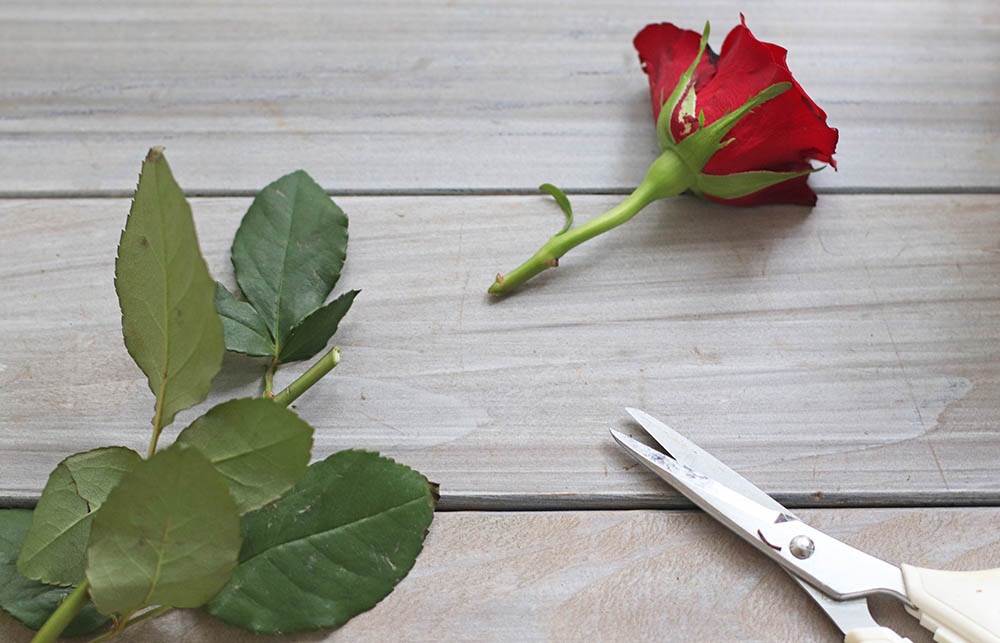 バラをカット