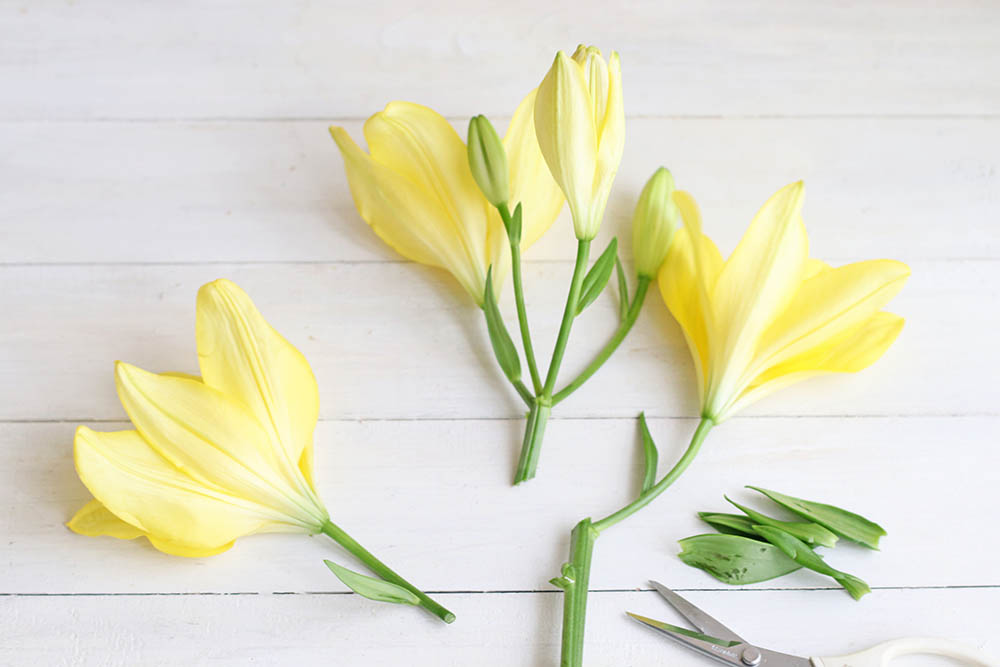 ユリを切り分ける