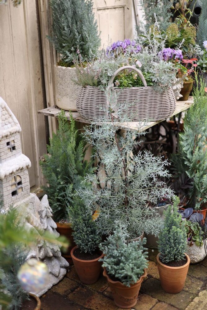 鉢植えクリスマスコーナー