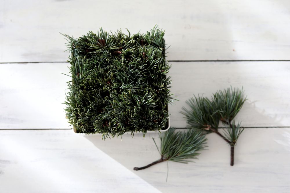 ゴヨウマツを挿す