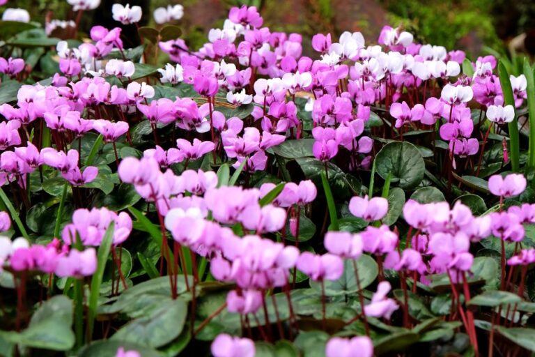 【12月の花】植えっぱなしで毎年咲く「原種シクラメン」の育て方とおすすめ品種ガイド