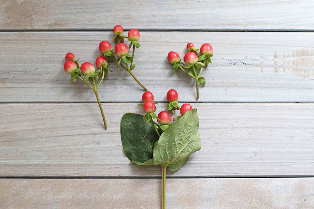 ヒペリカムを切り分ける