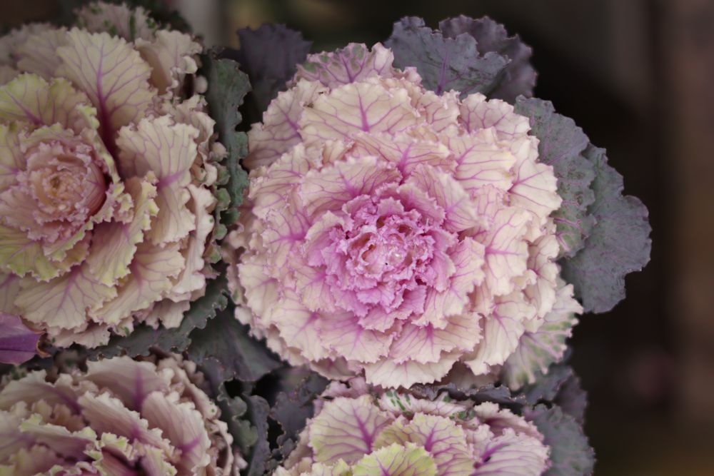 ハボタン‘太鼓’