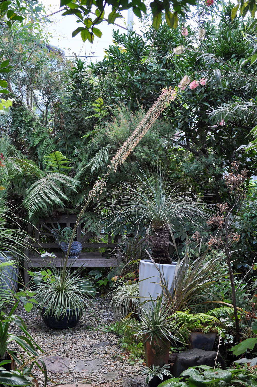 アガベ「白糸の滝」