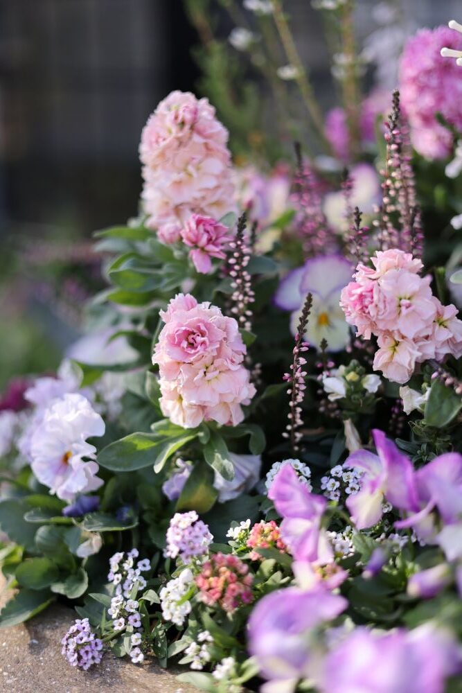 小型ストック‘ベイビー’