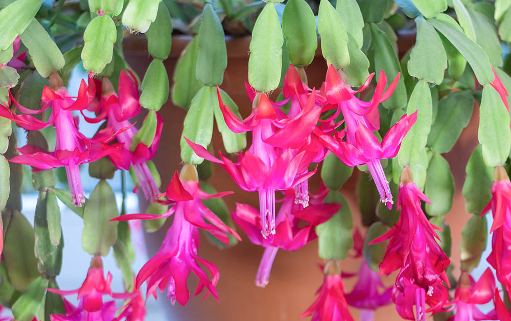 シャコバサボテン