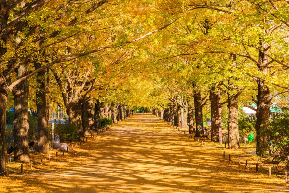 イチョウ並木